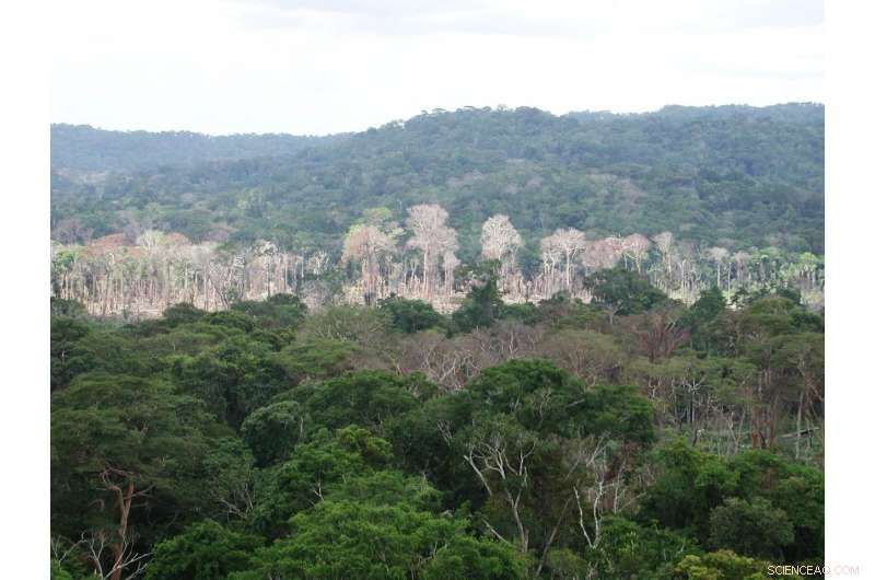 NASA Reveals Long-Term Drought Damage to the Amazon Rainforest