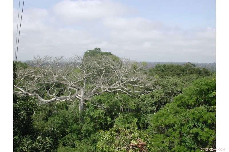 NASA Reveals Long-Term Drought Damage to the Amazon Rainforest