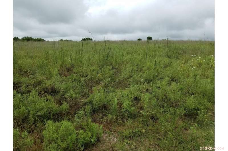 OU Study Reveals Climate Warming’s Impact on Soil Microbes in Tallgrass Prairies