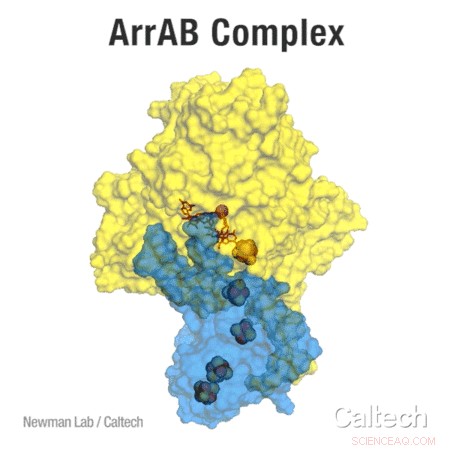 The ArrAB Enzyme: How Bacteria Harness Arsenic for Respiration