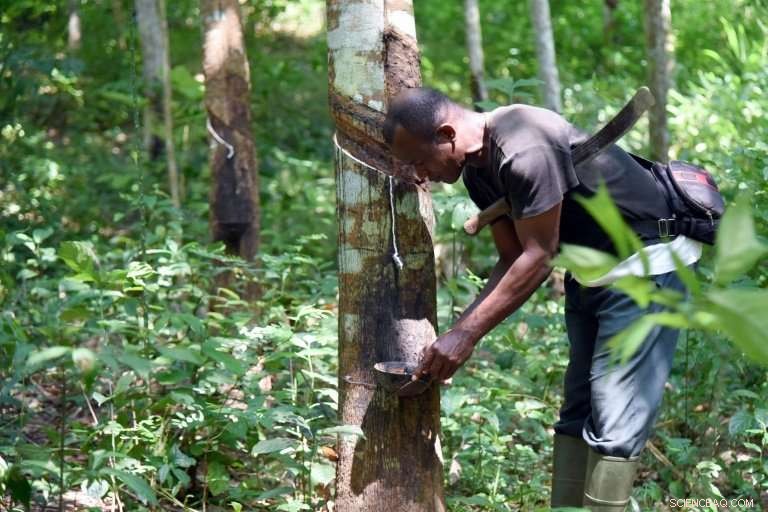 Ivory Coast Faces Profit Loss as Global Rubber Surplus Drives Prices Down