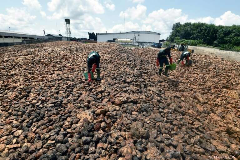 Ivory Coast Faces Profit Loss as Global Rubber Surplus Drives Prices Down