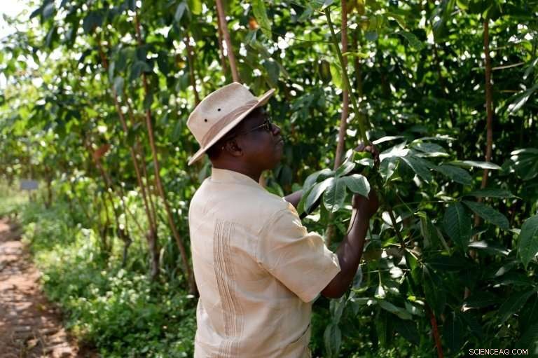 Ivory Coast Faces Profit Loss as Global Rubber Surplus Drives Prices Down