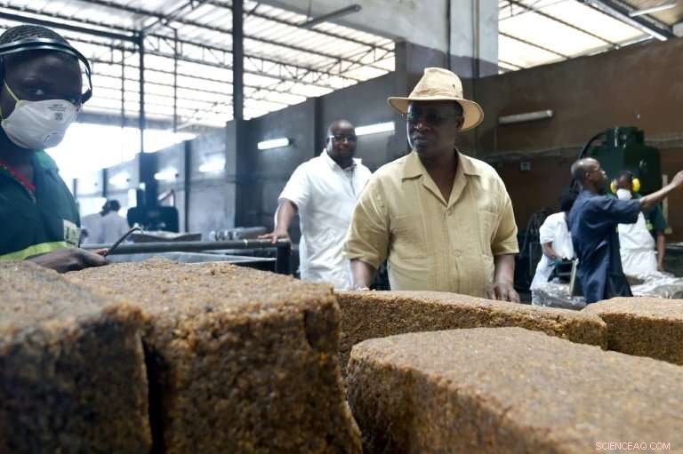 Ivory Coast Faces Profit Loss as Global Rubber Surplus Drives Prices Down