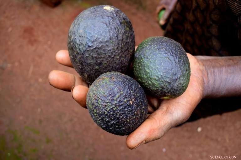 Kenyan Farmers Capitalize on Growing European Demand for Avocados
