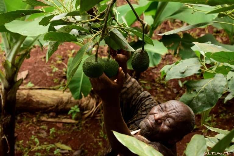 Kenyan Farmers Capitalize on Growing European Demand for Avocados