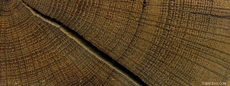 Precise Dating of the Minoan Thera Eruption Through Tree‑Ring Analysis