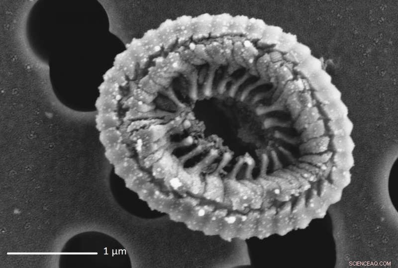 Viruses in Phytoplankton: How Microbial Infections Shape Atmospheric Clouds