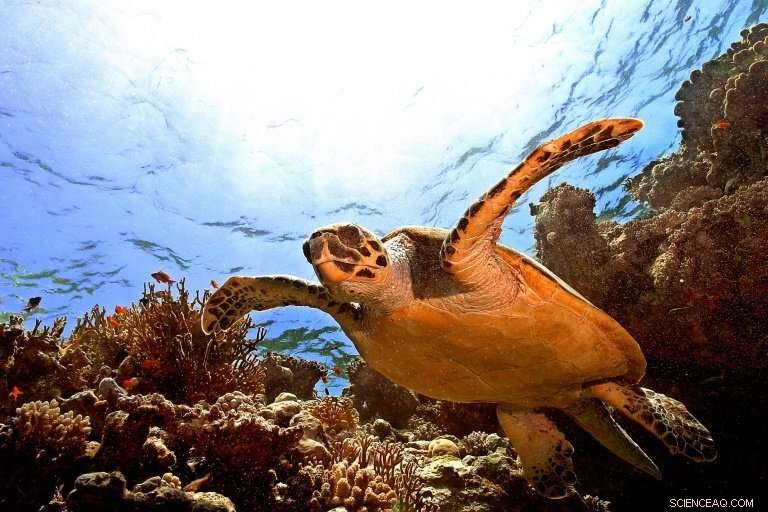 Climate Change Duplicates Marine Heatwave Frequency, Heightening Oceanic Risks – Updated Findings