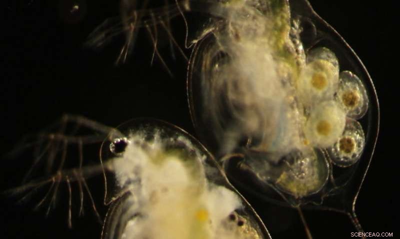 Critical Missing Variable Threatens Accuracy of Climate-Driven Disease Outbreak Models