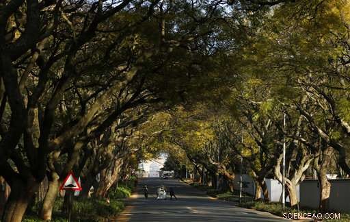 Johannesburg’s Urban Forest Faces Threat from Invasive Shot‑Hole Borer Beetle