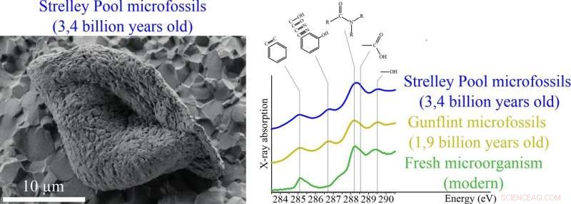 Ancient Microfossils Show Biological Traits – Possibly Earth s Oldest Life