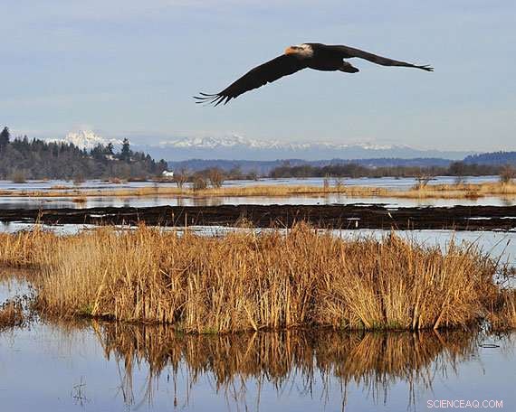 Accelerated Glacier Melt in the Cascades Threatens Pacific Northwest Water Supplies