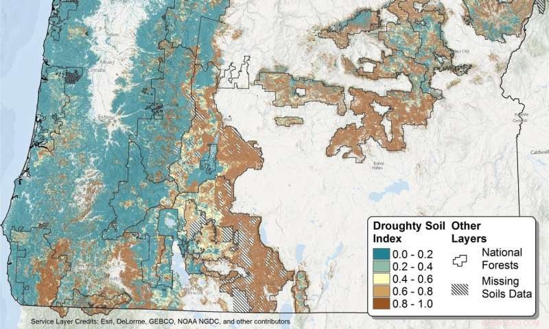 New Drought‑Resistant Soil Model Helps Protect Pacific Northwest Forests Amid Climate Change