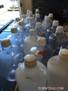 The Hidden Role of Phytoplankton: Why Every Breath Depends on Them