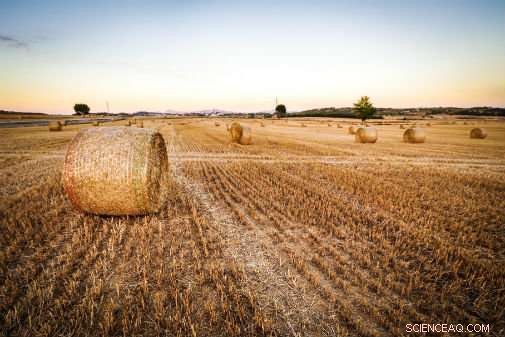 Study Reveals Sustainable Farming Boosts Crop Yields Worldwide