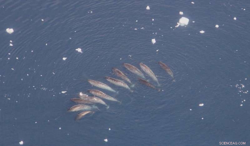 NASA s In-Depth Study of Greenland s Melting Ice Reveals Critical Climate Insights