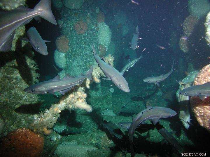 Oil and Gas Rigs May Boost Resilience of At‑Risk North Sea Corals