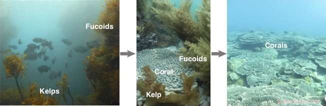 Unveiling the Forces Behind Kelp Decline and Coral Expansion