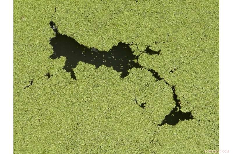 USC Study Identifies Southern California Coast as Major Toxic Algae Hotspot