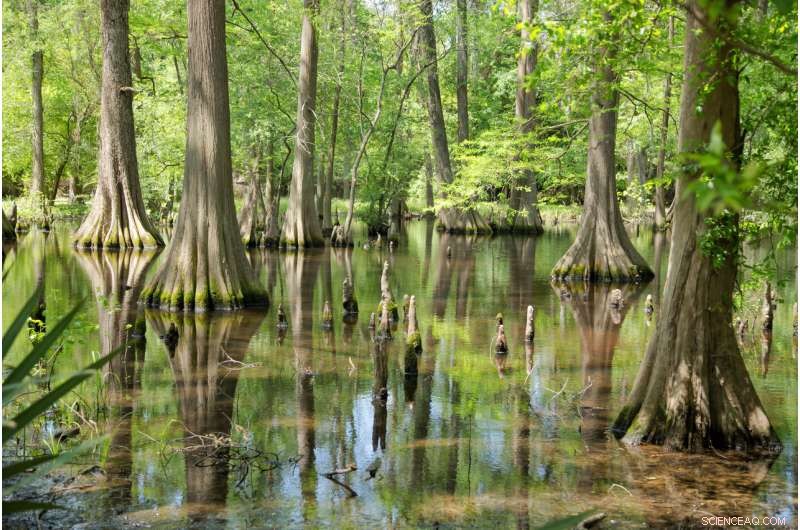 Sea Level Rise Threatens Bald Cypress Trees, Study Shows