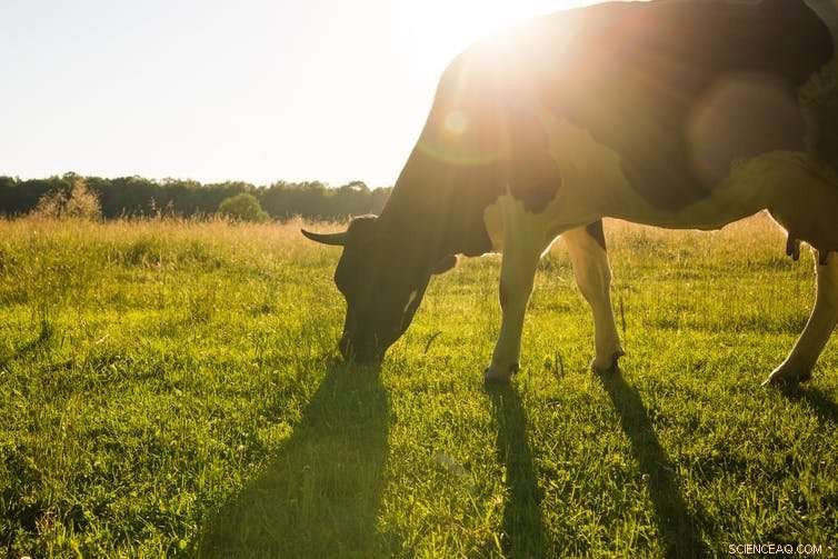 New Study Reveals Climate Change’s Impact on UK Dairy Cows and Milk Production