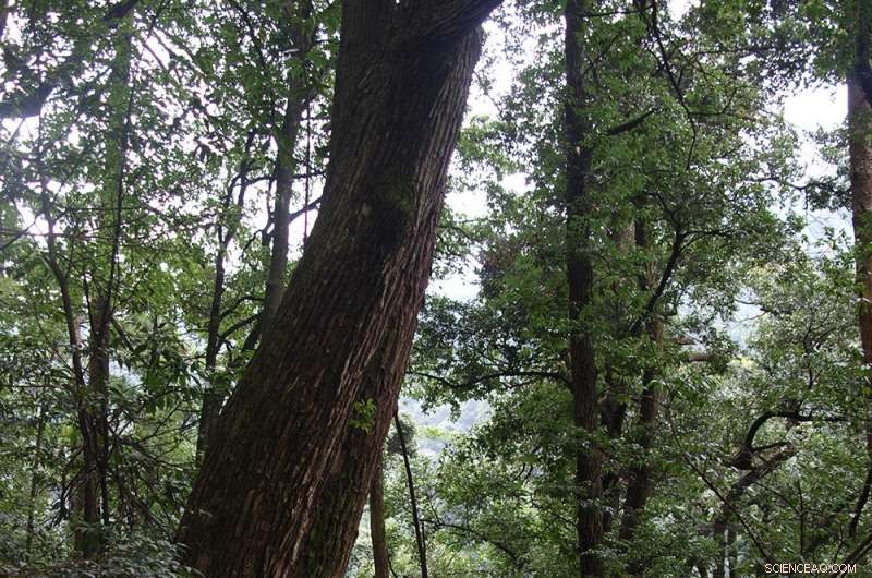 Species‑Rich Forests Outperform Monocultures in Carbon Sequestration