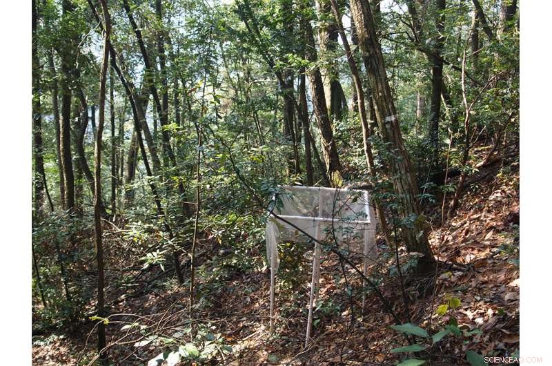 Species‑Rich Forests Outperform Monocultures in Carbon Sequestration