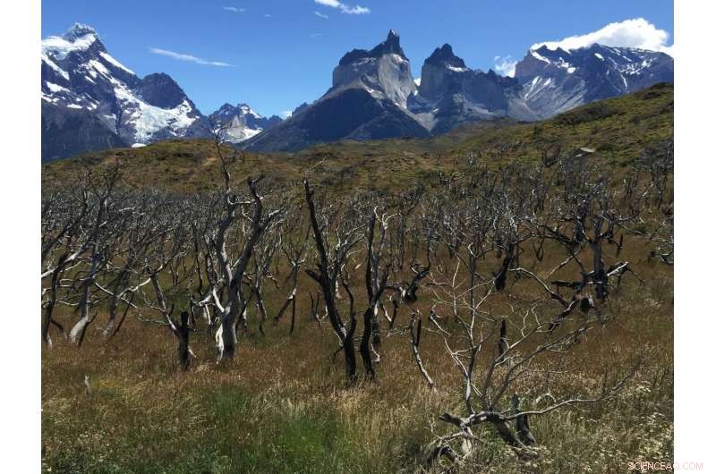 New Study Uncovers Causes Behind Massive South-Central Chile Fires