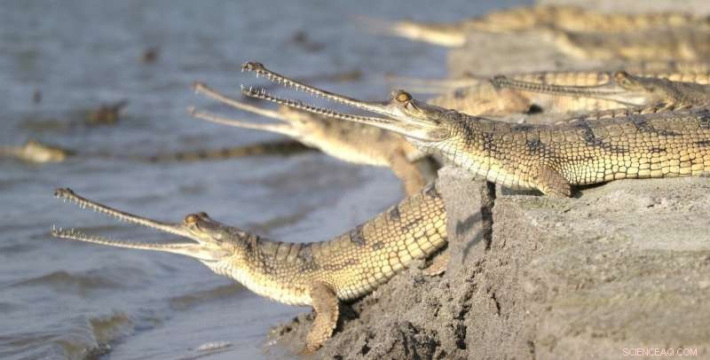 The Hidden Impact of Sand Mining on Global Rivers