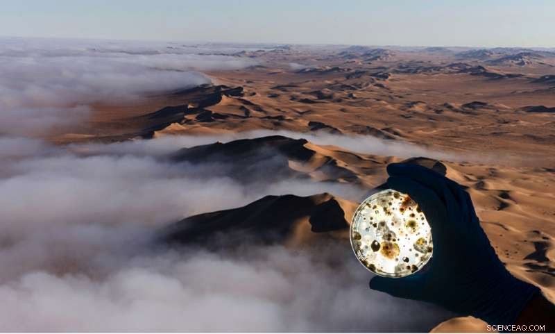 How Coastal Fog Transports Microbes Inland: Insights from Maine and the Namib Desert