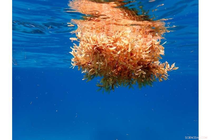 Mapping Sargassum Drift Patterns to Forecast Coastal Flood Risks