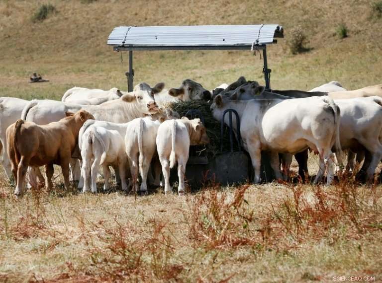 Drought Strikes Europe’s Livestock Sector: Grass Shortage Threatens Industry