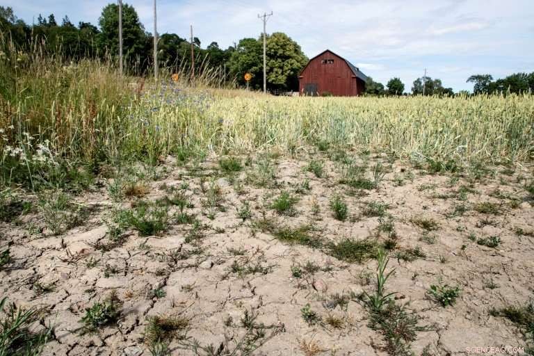Drought Strikes Europe’s Livestock Sector: Grass Shortage Threatens Industry