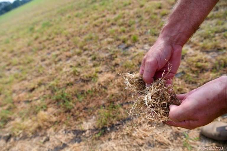 Drought Strikes Europe’s Livestock Sector: Grass Shortage Threatens Industry
