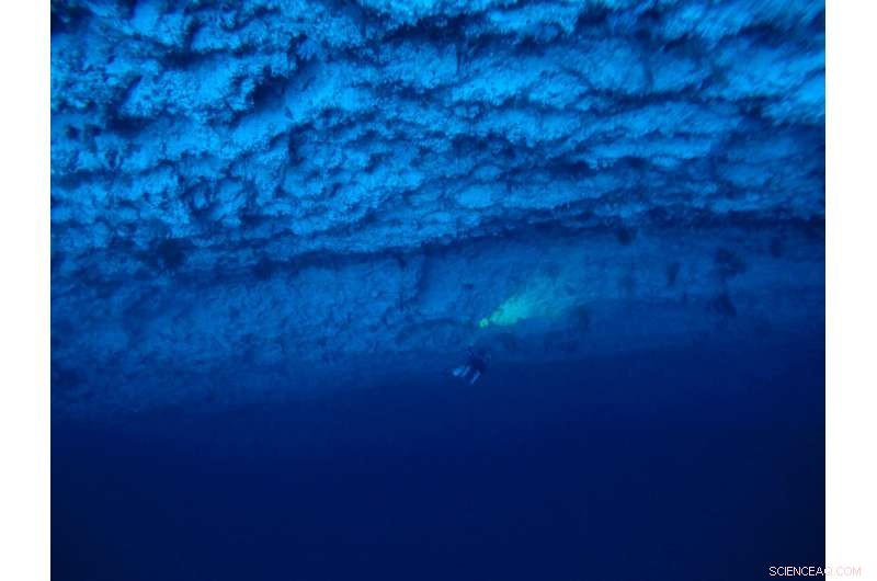 Scientists Discover Deep-Water Corals Under Stress, Raising Concerns for Marine Ecosystems