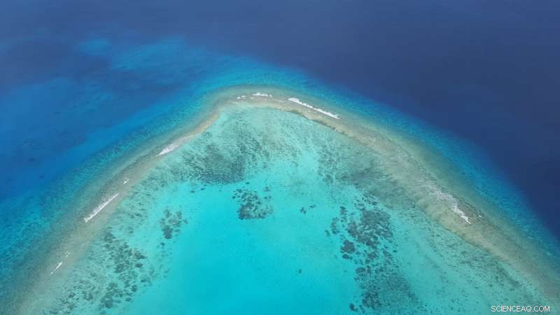 Scientists Discover Deep-Water Corals Under Stress, Raising Concerns for Marine Ecosystems