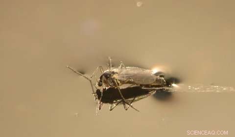 Scientists Examine Midge Fly Infestations in Ohio Wastewater Treatment Facilities