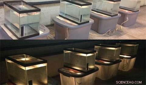 Scientists Examine Midge Fly Infestations in Ohio Wastewater Treatment Facilities