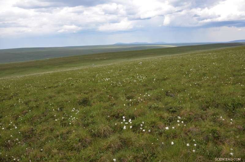 Arctic Tundra Peat Expansion: A Potential Natural Solution to Climate Cooling