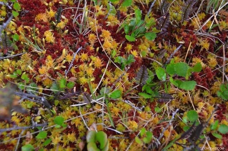 Arctic Tundra Peat Expansion: A Potential Natural Solution to Climate Cooling