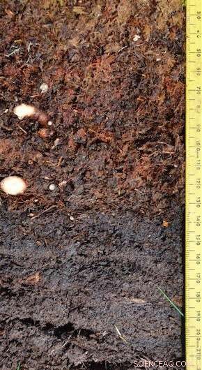 Arctic Tundra Peat Expansion: A Potential Natural Solution to Climate Cooling