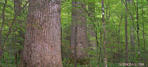 Farm-grown Trees: The Sustainable Future of the Timber Industry