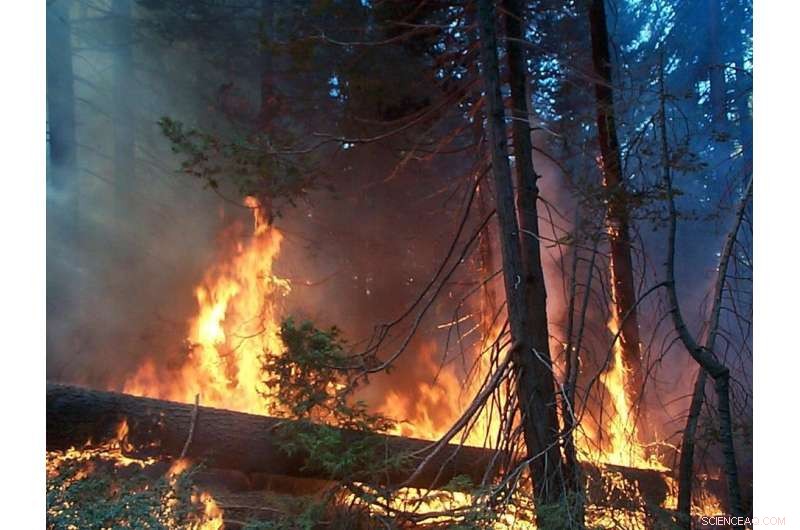 Future El Niño and La Niña Events Expected to Intensify, Heightening Wildfire and Drought Risks