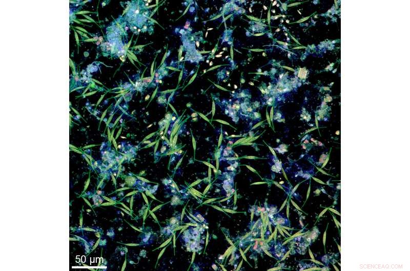 The Journey and Impact of Plastic Pollution in Ocean Ecosystems