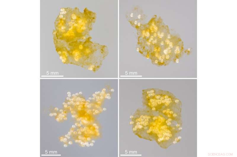 The Journey and Impact of Plastic Pollution in Ocean Ecosystems