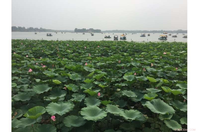 China Faces Rising Ground-Level Ozone Pollution: Causes, Health Risks, and Clean-Air Measures