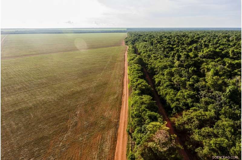 Brazil’s Path to Reclaim the Amazon: Strategies to Restore Vast Forests