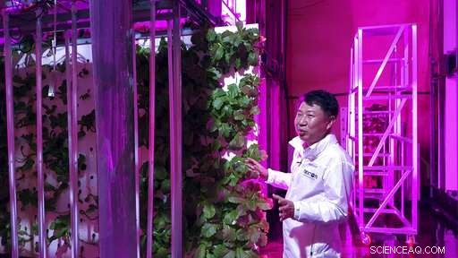 South Korean Farmers Adapt to Rising Temperatures with Tunnel-Based Vertical Farming
