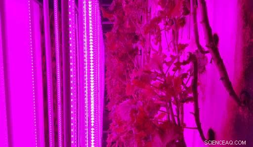 South Korean Farmers Adapt to Rising Temperatures with Tunnel-Based Vertical Farming